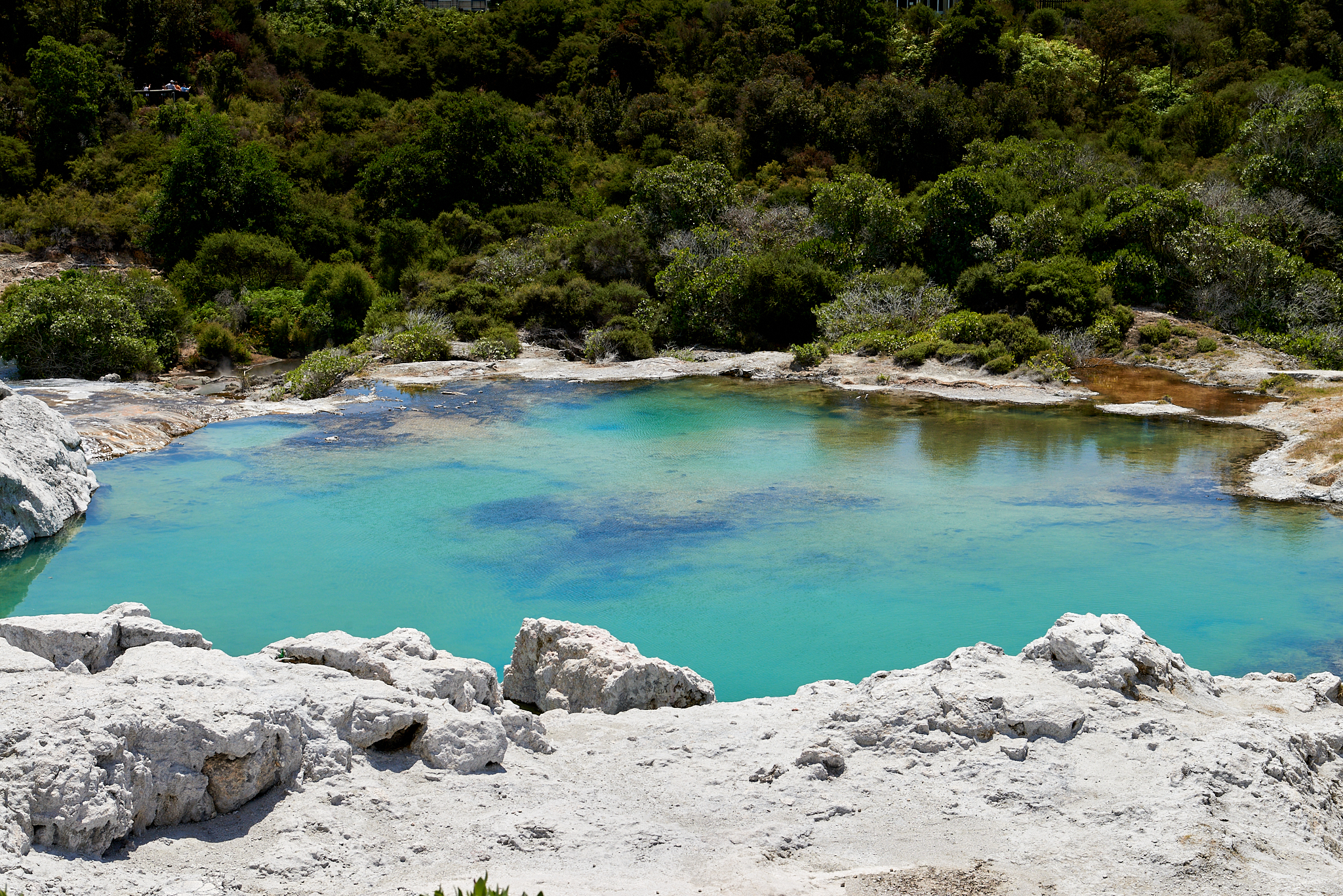 20180129 146 뉴질랜드 포후투